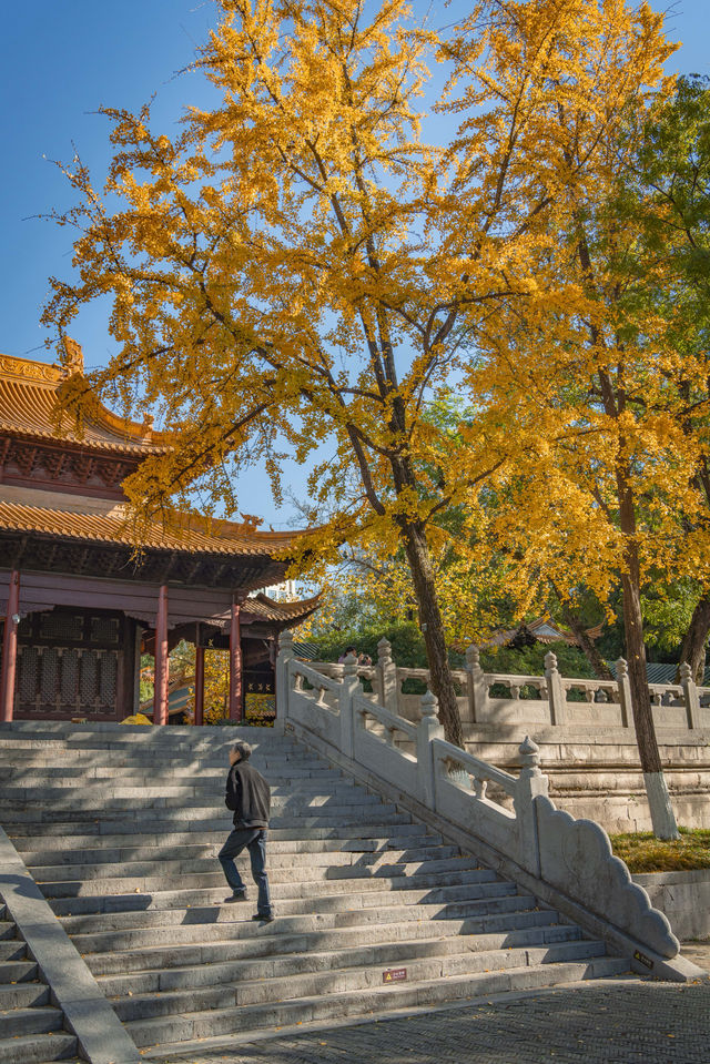 南京的秋色宜人,來這裡感受旅遊旅遊景點攻略 南京的秋色宜人,來這裡感受旅遊旅遊景點攻略