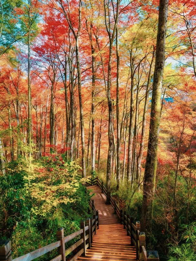 國家地理沒騙我!光霧山的秋天,真是美到封神! 國家地理沒騙我!光霧山的秋天,真是美到封神!
