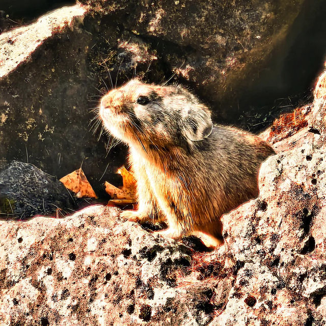 🇨🇳아얼샨, 자연의 아름다움과 불편한 현실 사이 🏔️ 🇨🇳아얼샨, 자연의 아름다움과 불편한 현실 사이 🏔️