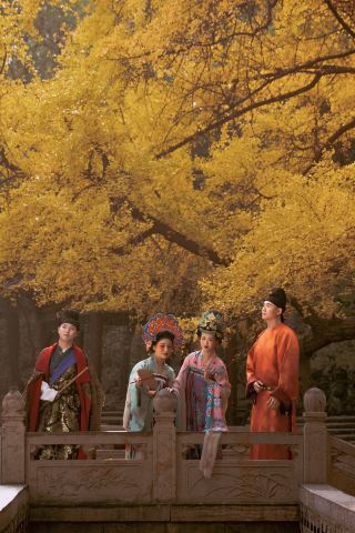 ต้นแปะก๊วยฤดูใบไม้ร่วงที่วัดจินฉีในไทหยวนและกลุ่มคู่รักในชุดฮั่นฟู่ (เสื้อผ้าฮั่นแบบดั้งเดิม) จากราชวงศ์ถัง