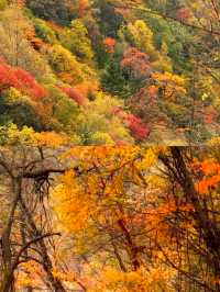 成都1h直達！川西「小九寨溝」美到失語，彩林已紅透