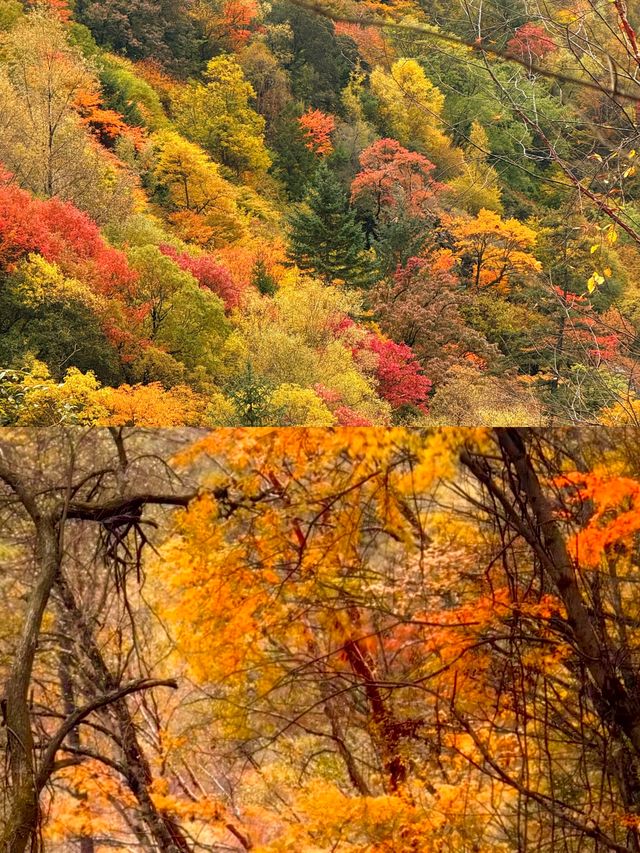 成都1h直達！川西「小九寨溝」美到失語，彩林已紅透
