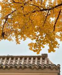 邯鄲紅葉景點推薦｜紅葉漫行必看5大秘境隨手拍大片！