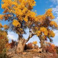 新疆胡楊林公園景區3天2夜5000元旅遊攻略