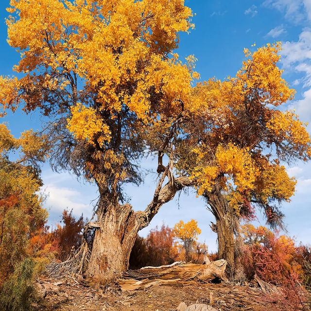 新疆胡楊林公園景區3天2夜5000元旅遊攻略