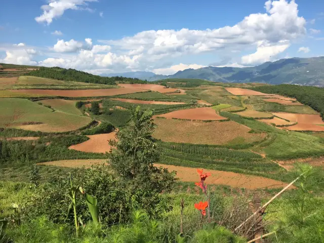 Rapeseed Flower Sea Hiking Guide