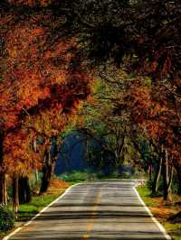 武夷山秋日秘境，美到窒息的旅行攻略