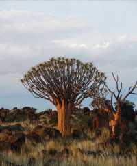 納米比亞絕美箭袋樹公園｜自帶仙氣的拍照天堂