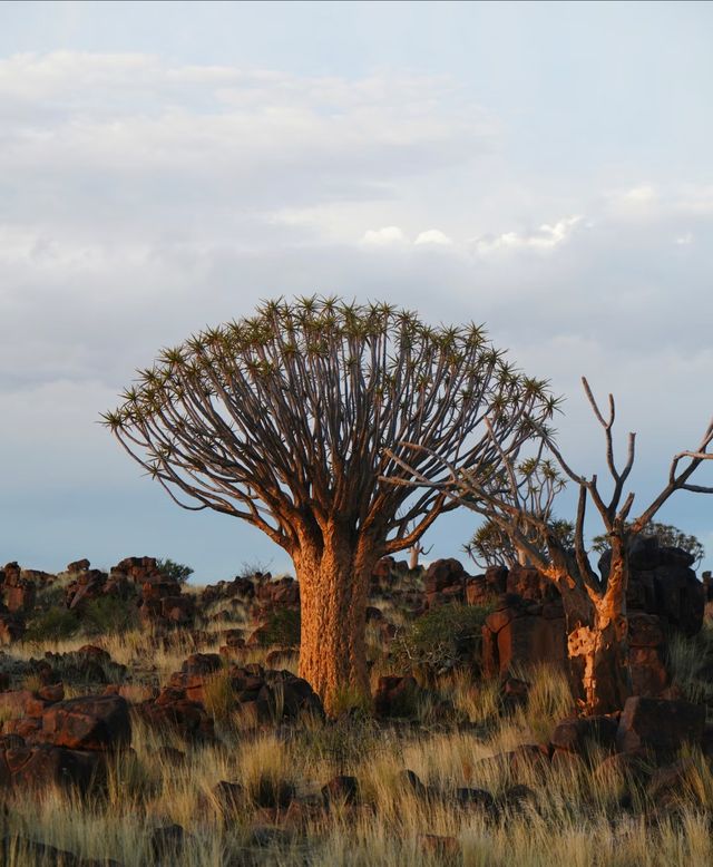納米比亞絕美箭袋樹公園｜自帶仙氣的拍照天堂