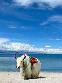 11-1月進藏抄作業！景點清單+避坑指南