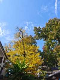 市區1h+達 深秋杭州這個古村落美到失語