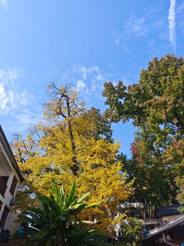 市區1h+達 深秋杭州這個古村落美到失語