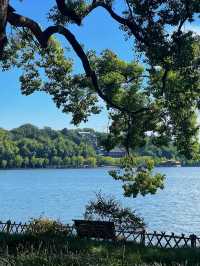 西湖隱世古樹治癒指南