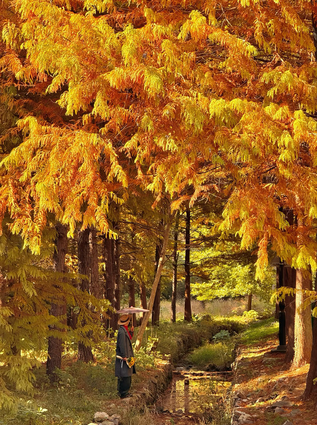 南京99%的人都不知道這裡， 出片還人少