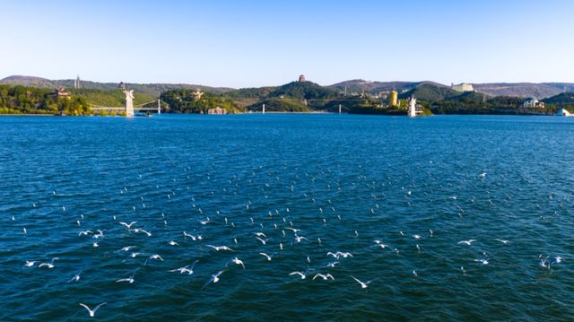 丹江大觀苑觀鷗季開啟 丹江大觀苑觀鷗季開啟