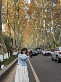 南京真的不顧人死活落羽杉比梧桐還要美