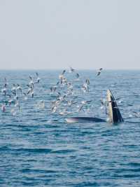 涠洲島追鯨全攻略｜秋冬限定5個月浪漫邂逅