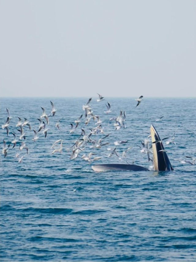 涠洲島追鯨全攻略｜秋冬限定5個月浪漫邂逅