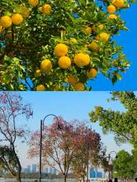 武漢東湖騎行封神!20km秋景路線,每一幀都美到窒息