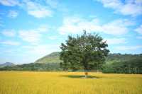 稻田金黃,秋日的浪漫