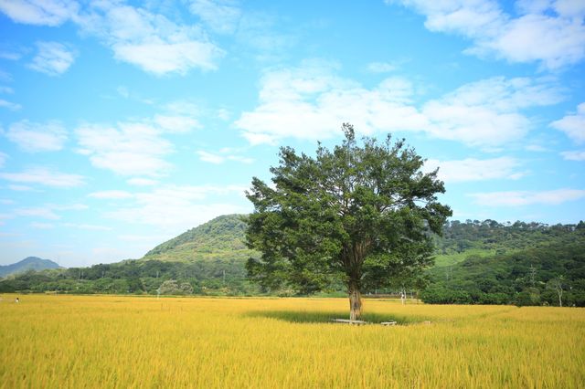 稻田金黃,秋日的浪漫 稻田金黃,秋日的浪漫