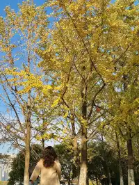 11.20實拍，武漢市中心看銀杏就這裡人最少