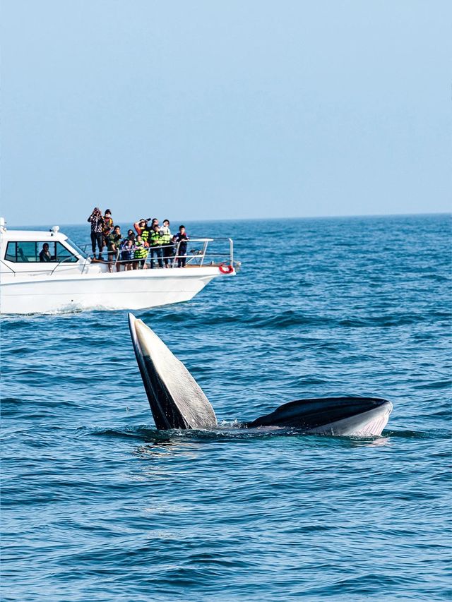 人生建議!11月-3月一定要帶娃去桂西南 人生建議!11月-3月一定要帶娃去桂西南