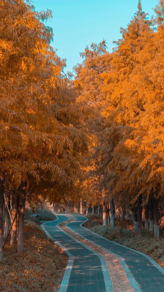 泉州秋日限定落羽杉紅了!這抹金黃必打卡 泉州秋日限定落羽杉紅了!這抹金黃必打卡