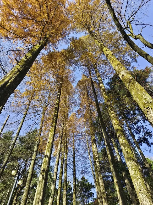 趁紅楓銀杏未落，走一趟莫干山蔣公古道吧！