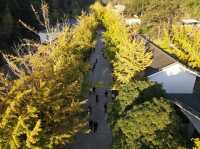 銀杏金黃遇見古建