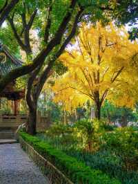 上海小眾秋色天花板一扇金色之門驚艷了深秋！