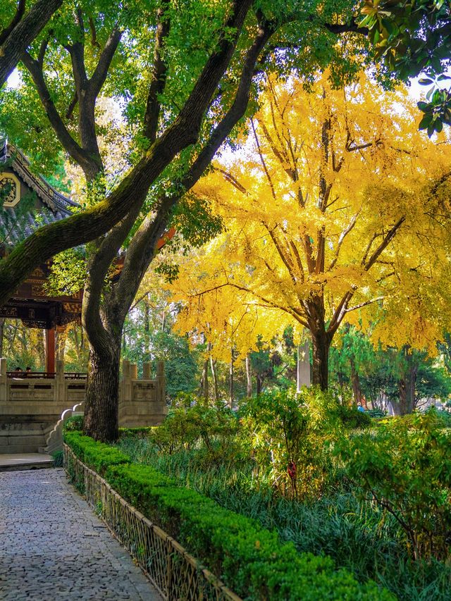 上海小眾秋色天花板一扇金色之門驚艷了深秋！