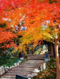 又是一年楓葉紅時魯迅公園賞楓攻略來啦！