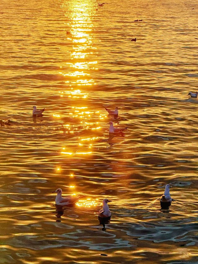 12.3！大理洱海的含金量還在上升！