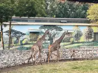 北京大興野生動物園-值得N刷