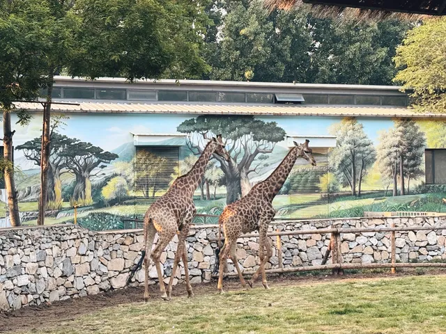 北京大興野生動物園-值得N刷