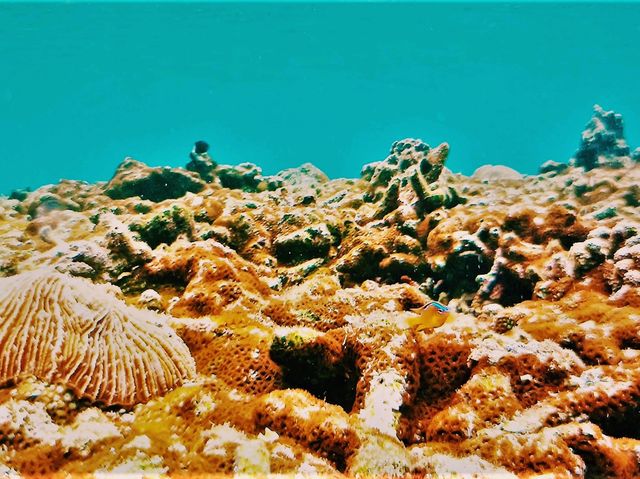 Australia’s Underwater Wonders: Top Spots for Snorkeling