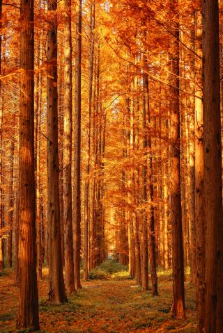 장쑤의 이 붉은 삼나무 비밀의 땅이 정말 아름다워요! 12월 최고의 관람 기간이 단 2주 남았어요