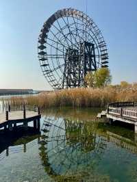 蘇州私藏秋日寶藏|太湖湖濱濕地公園,免費美到驚嘆
