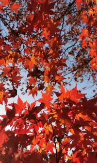 Live全屏打開最美楓葉神樹錯過等明年