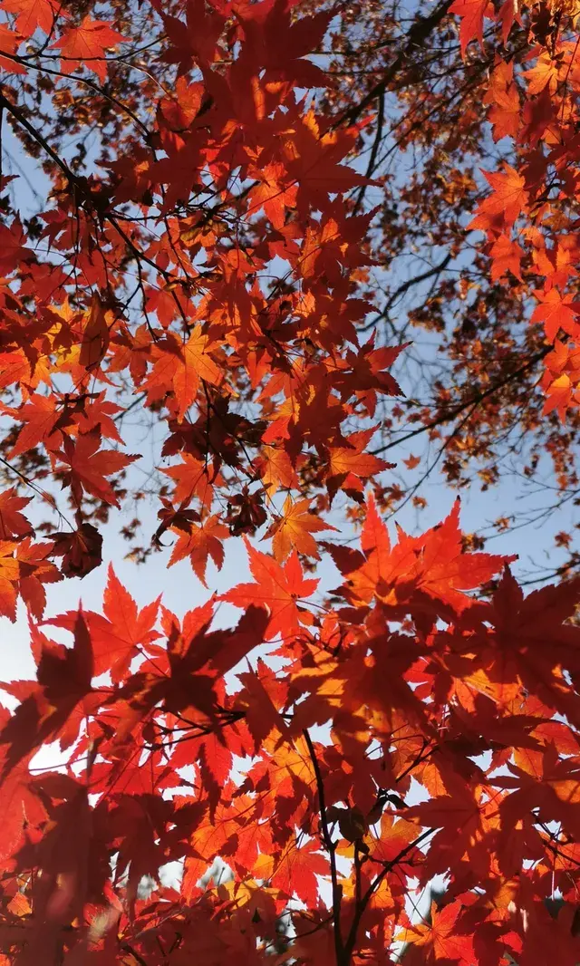 Live全屏打開最美楓葉神樹錯過等明年 Live全屏打開最美楓葉神樹錯過等明年