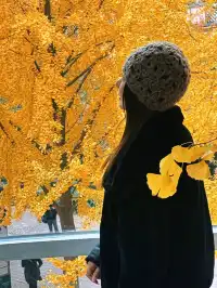 魔都秋日頂流!黃金城道銀杏拍照封神