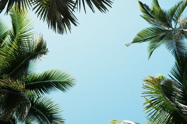 中科院植物園拍照YYDS 中科院植物園拍照YYDS