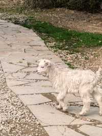 從無錫出發，一個半小時就能抵達的親子度假酒店！長興芳草地度假酒店簡直是帶娃放電的完美選擇，我們家崽崽