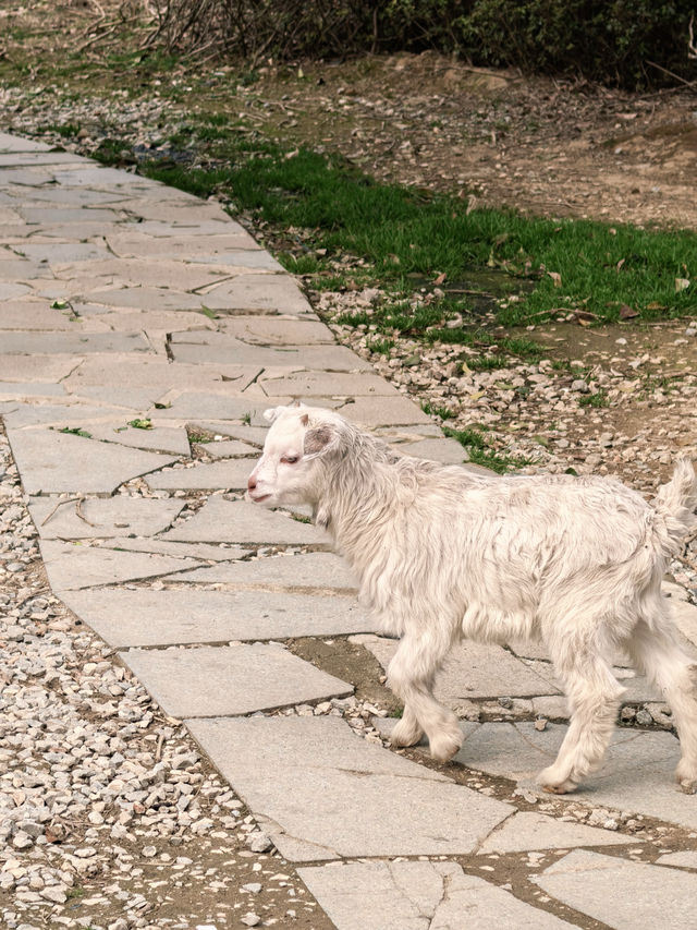 從無錫出發，一個半小時就能抵達的親子度假酒店！長興芳草地度假酒店簡直是帶娃放電的完美選擇，我們家崽崽