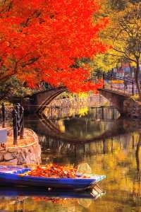 上海魯迅公園｜秋日限定！紅葉與暖陽的絕美約會地