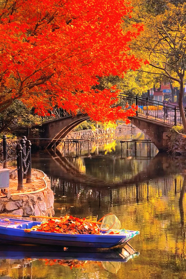 上海魯迅公園｜秋日限定！紅葉與暖陽的絕美約會地