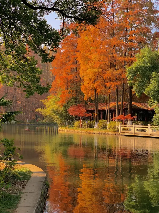 12.1武漢|現實版秋日莫內油畫~地鐵直達 12.1武漢|現實版秋日莫內油畫~地鐵直達