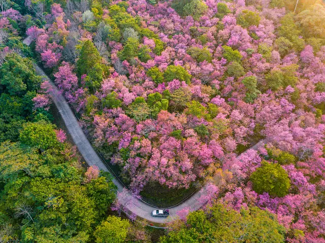 Thailand's cherry blossoms are in full bloom, and the cherry blossom viewing guide is ready