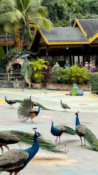 1. 싼야 빈랑곡 가족 단체 1일 투어｜천 위안으로 리먀오 문화와 아이들과의 최고의 시간 즐기기